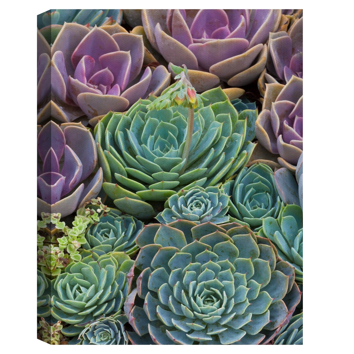 Piedras preciosas suculentas - Robin Constable Hanson