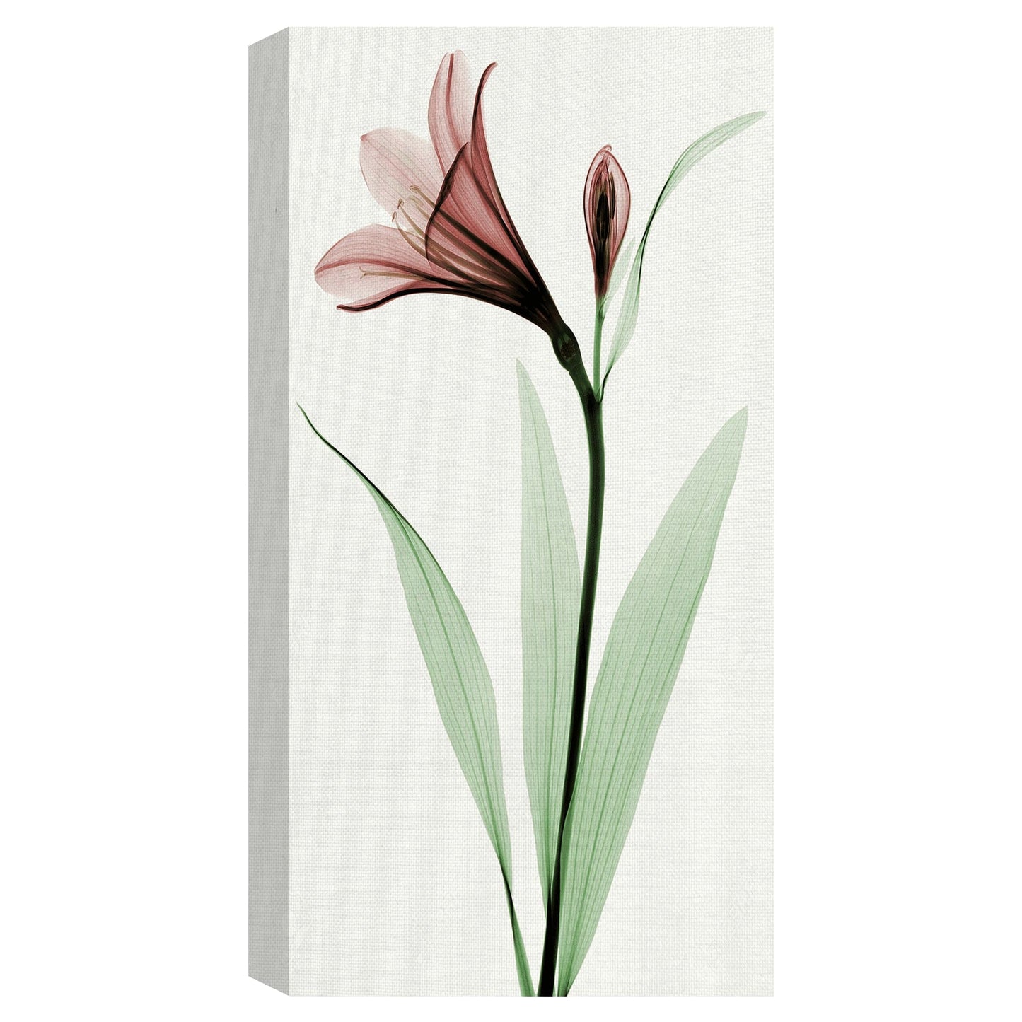 Lirio I - Robert Coop