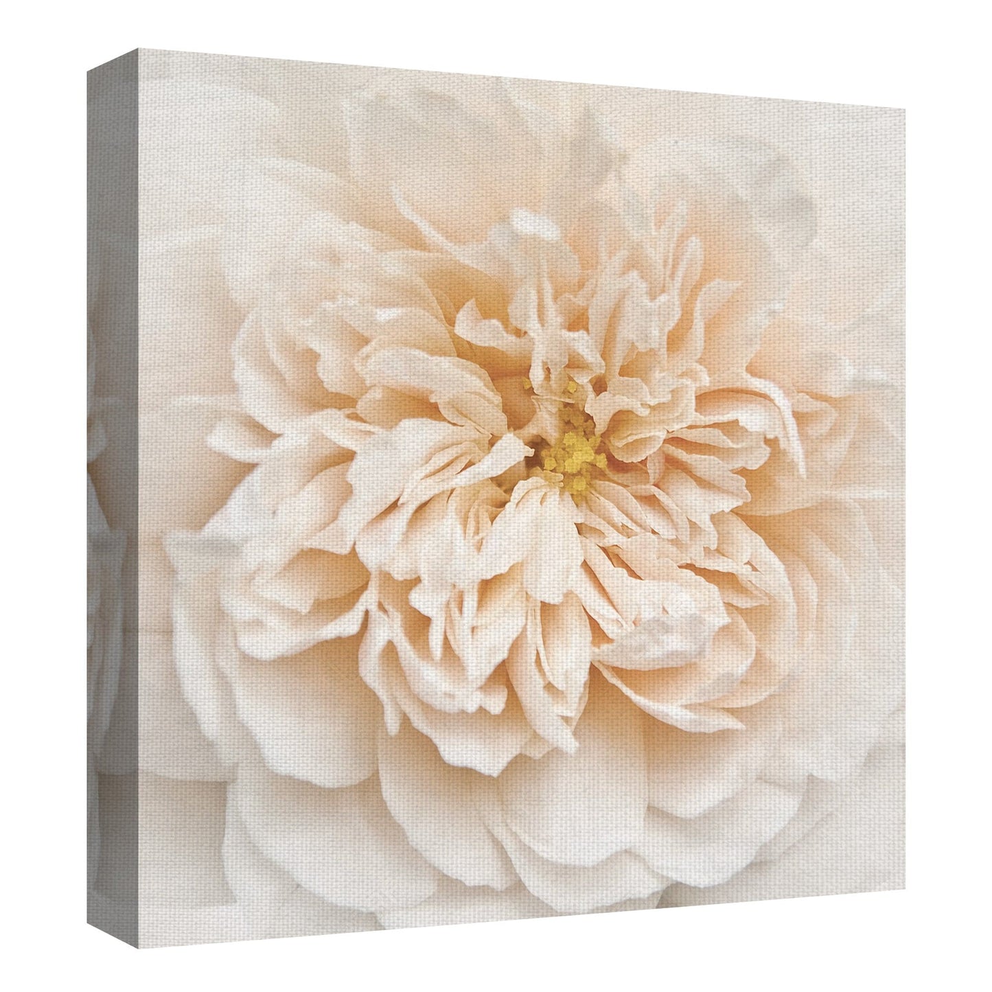 Magdalena rosa - Rebecca Swanson