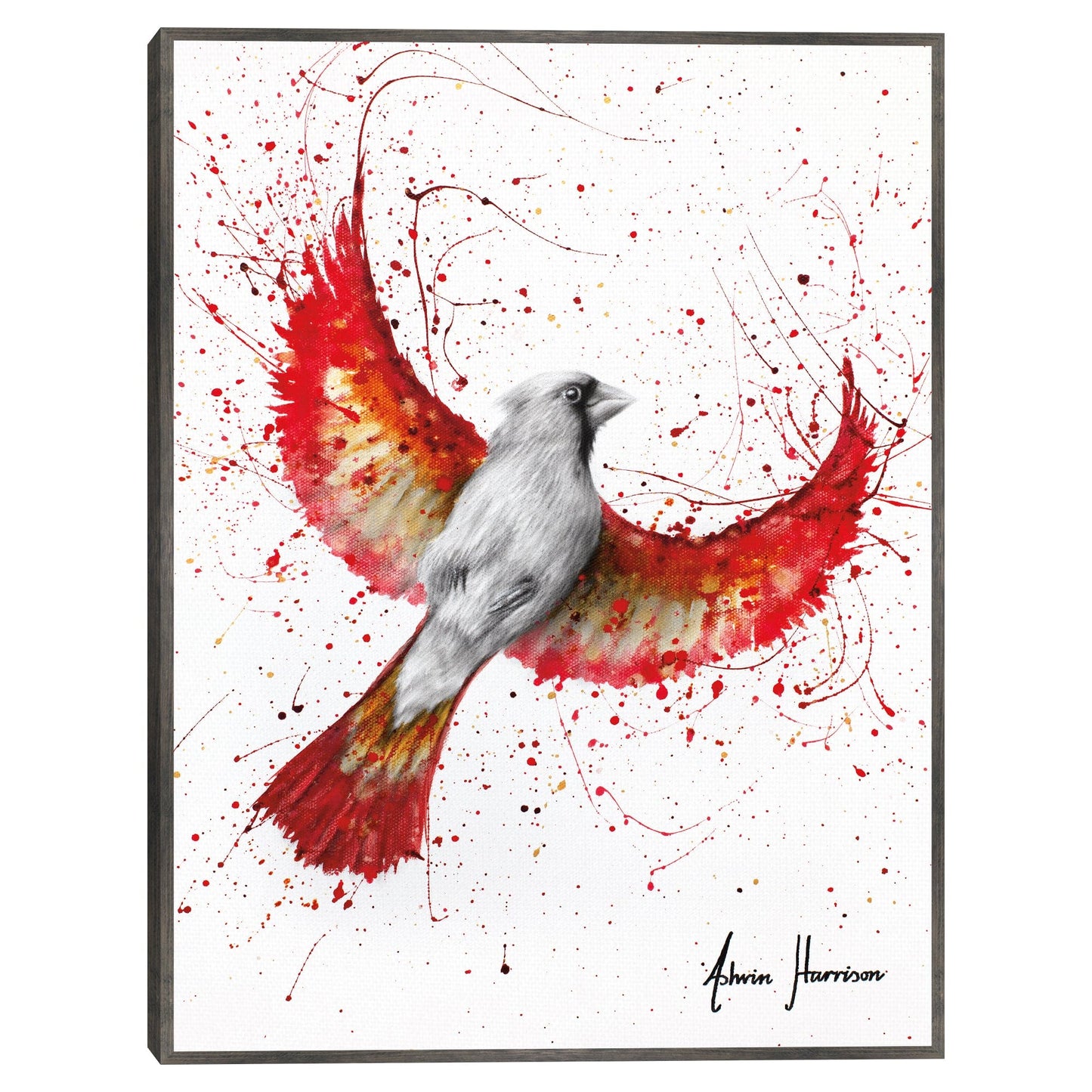 Cardenal Pluma de Oro - Ashvin Harrison