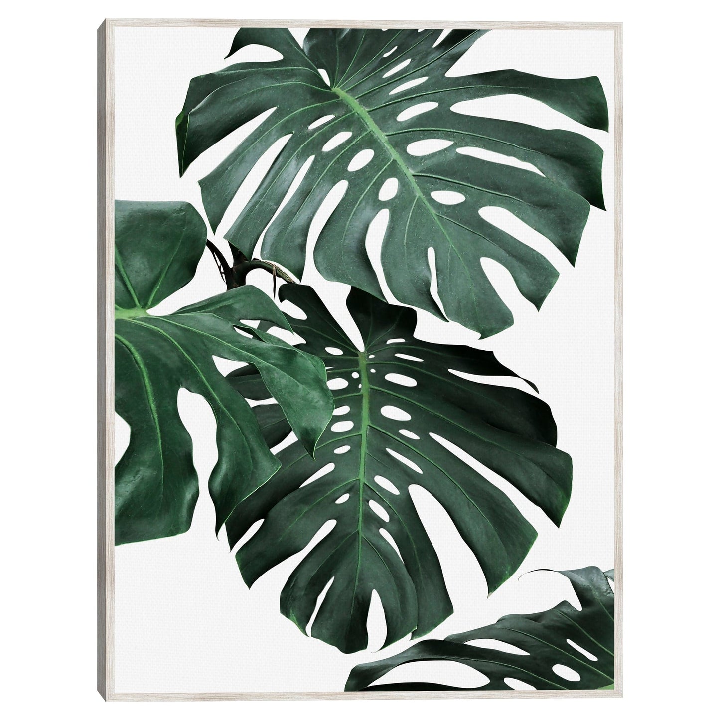 Monstera I - Sisi and Seb