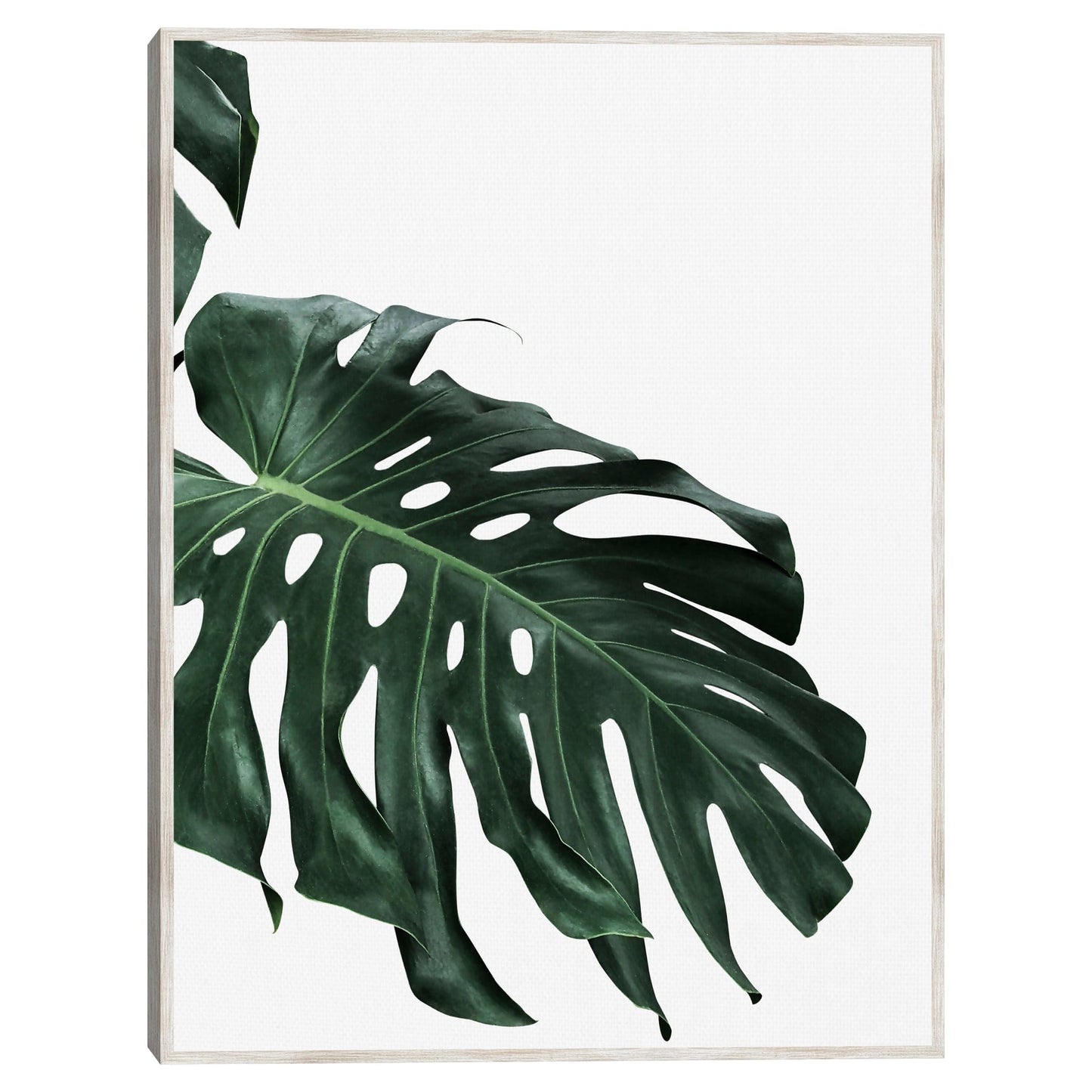 Monstera II - Sisi and Seb