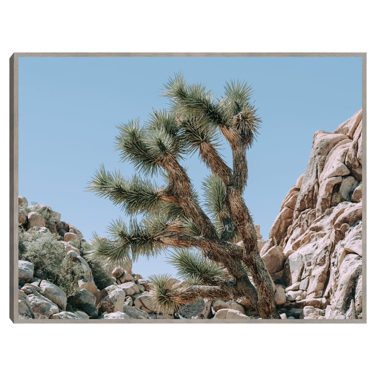 Arbol de Josue #21 - Christine Beadnell