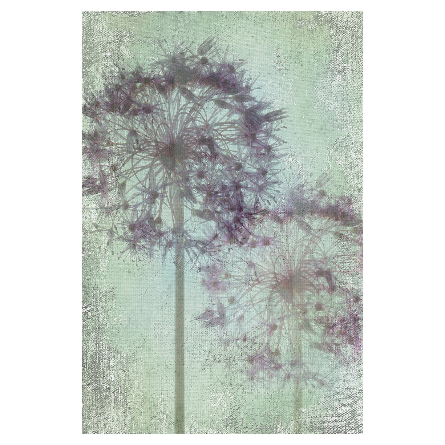 Allium Globo - Judy Stalus