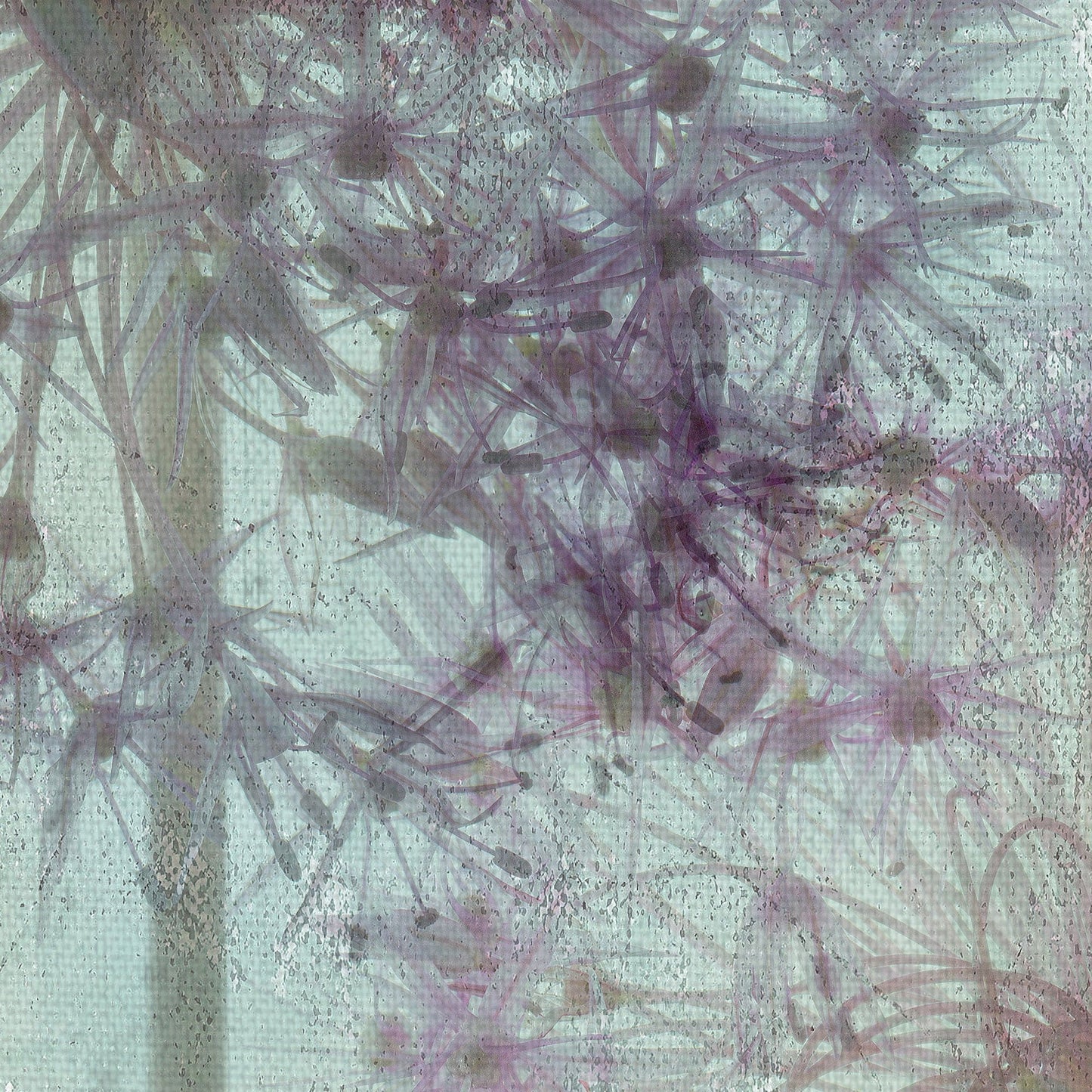 Allium Globo - Judy Stalus