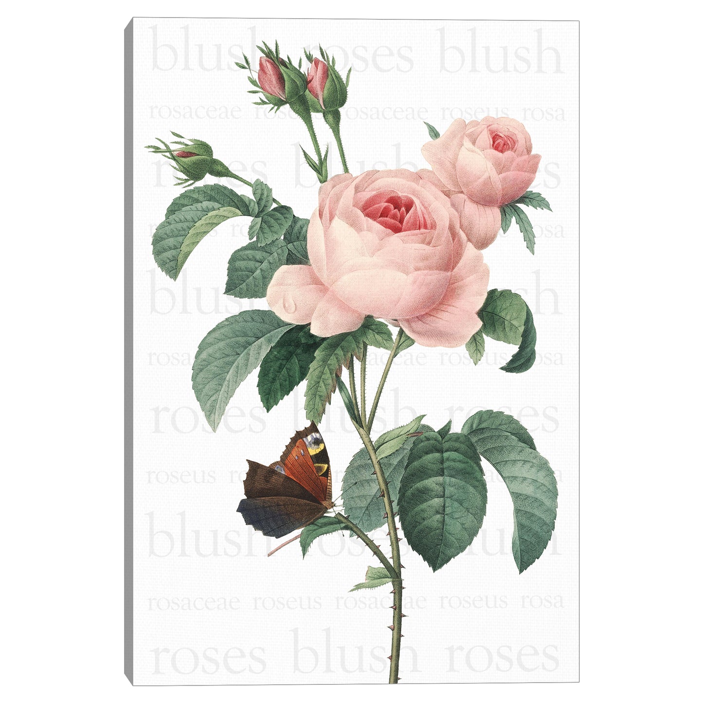 Rosas rosas rosas 2 texto - Design Lab