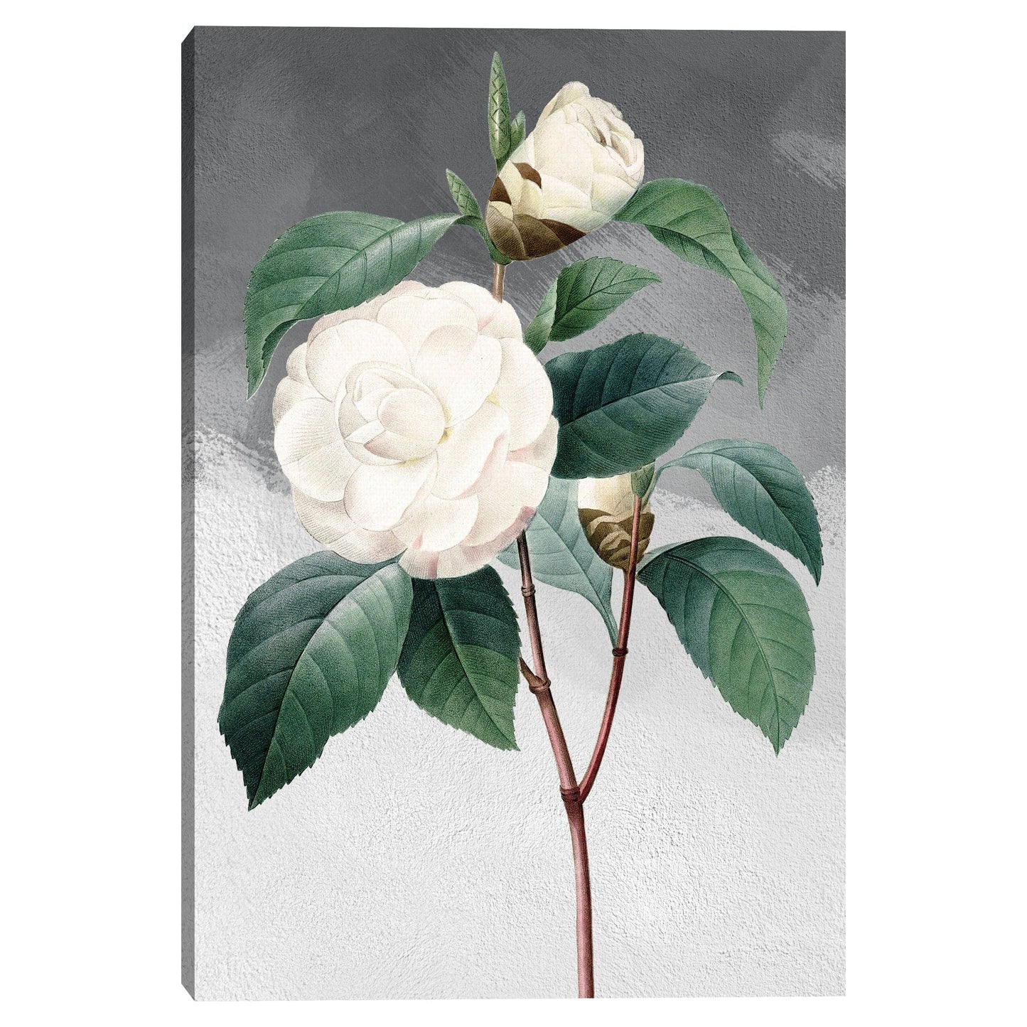 Camelia común blanca gris - Design Lab