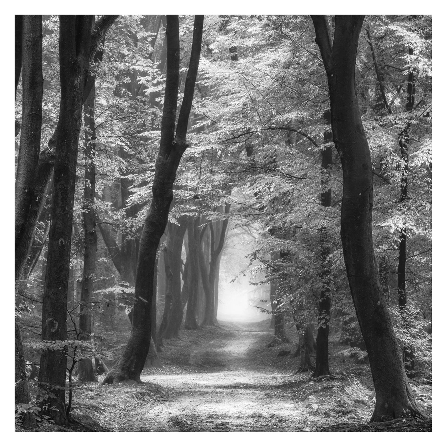 Speuldimensions Primavera B&N - Lars Van de Goor