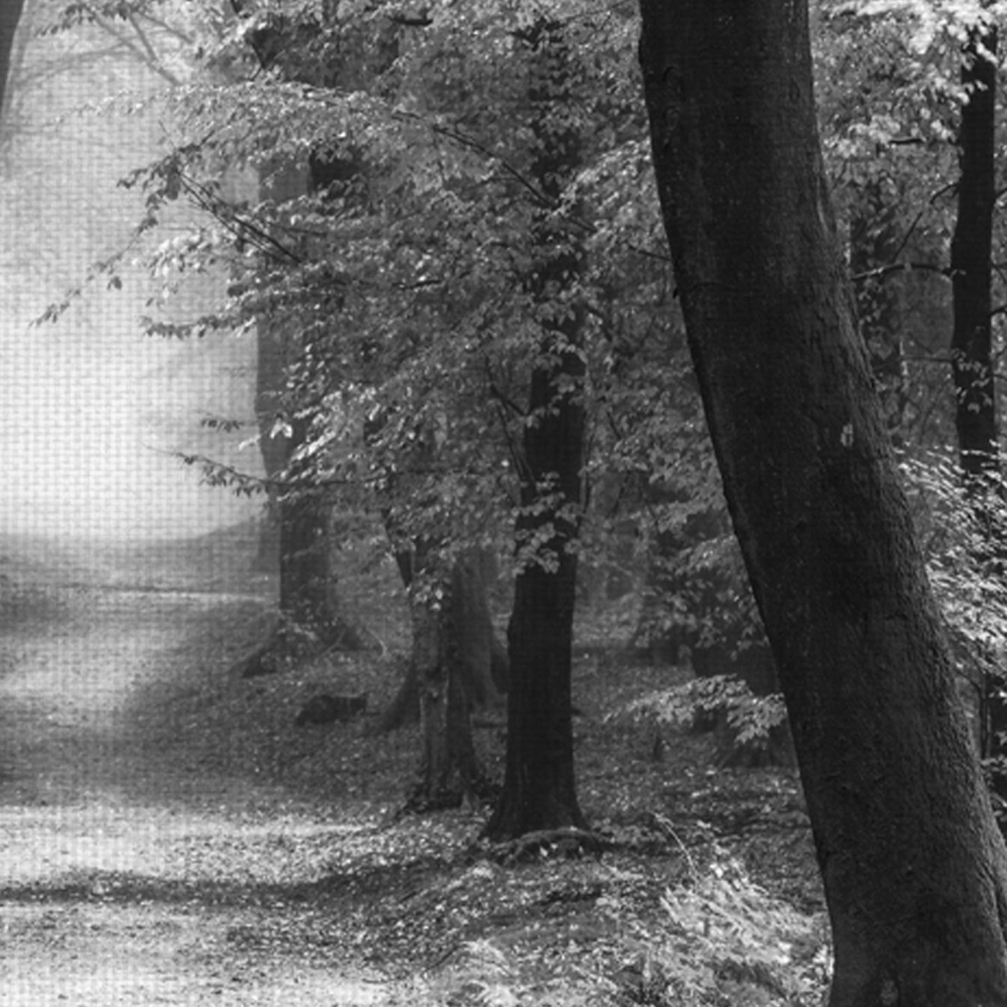 Speuldimensions Primavera B&N - Lars Van de Goor