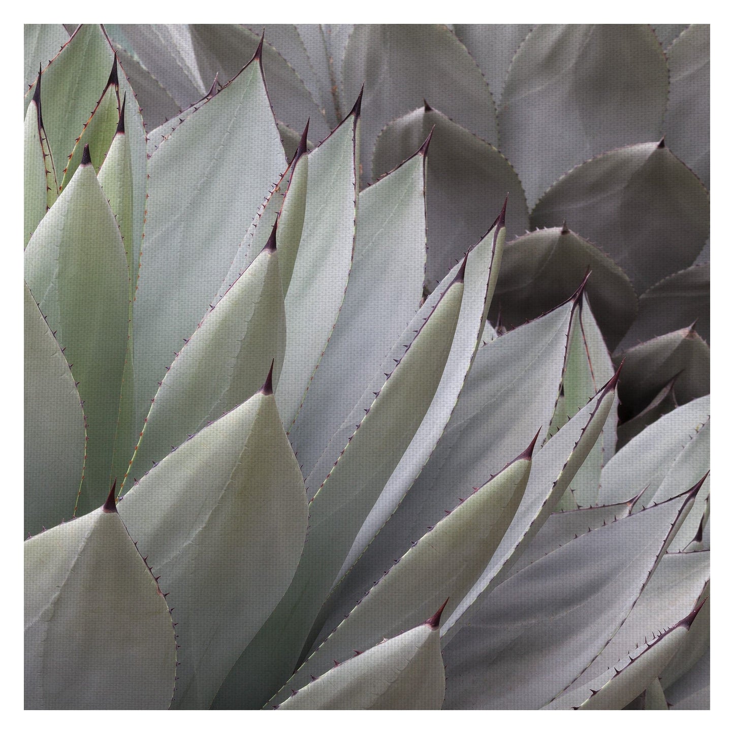 Capas cuadradas - Robin Constable Hanson