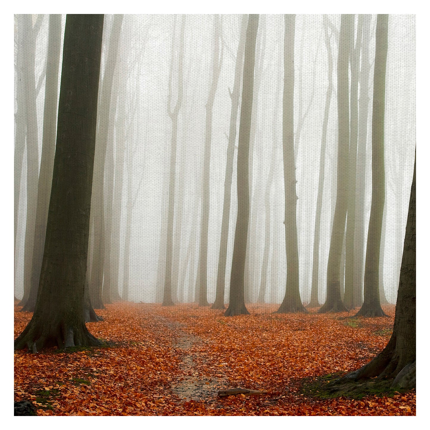 Suelo del bosque de otoño - PhotoINC Studio