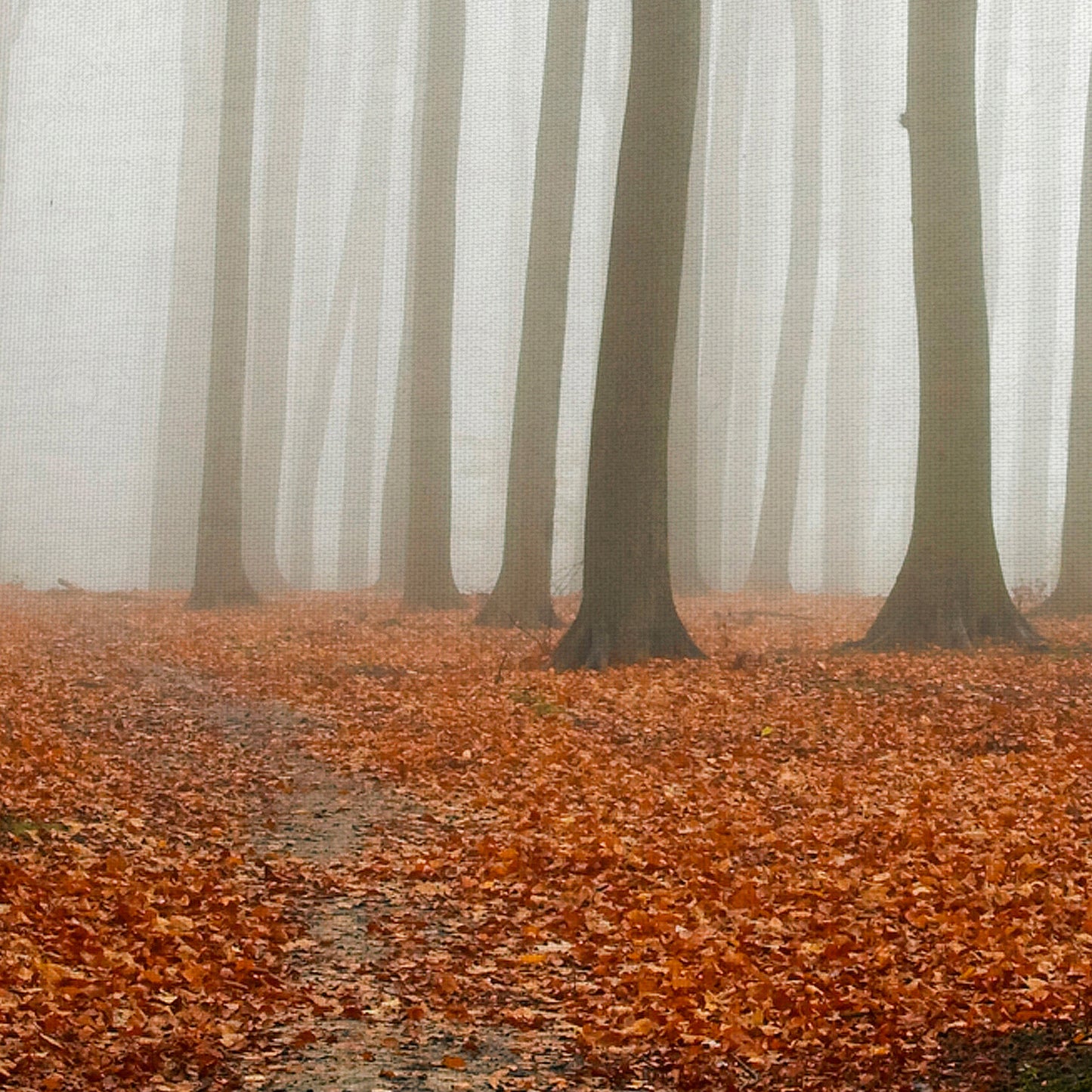 Suelo del bosque de otoño - PhotoINC Studio