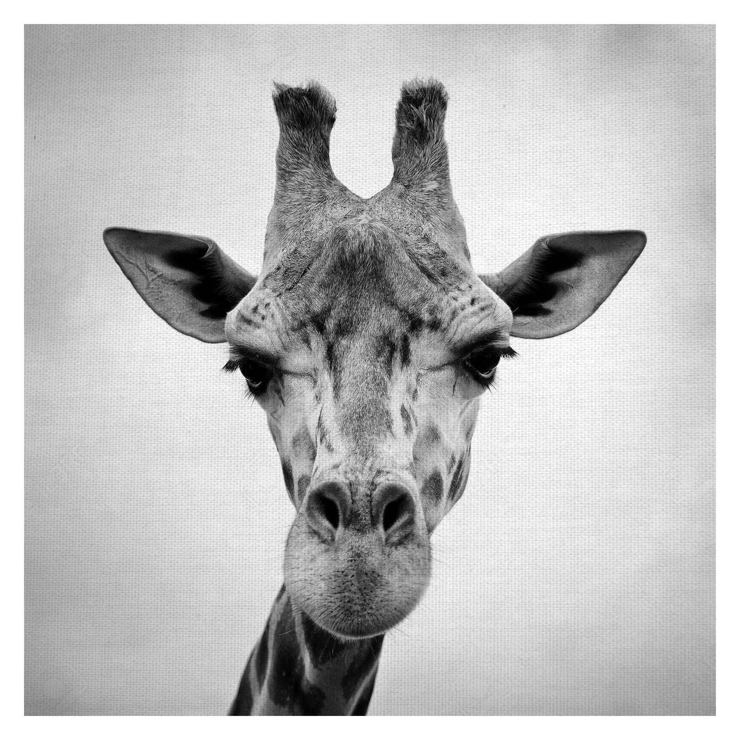 Jirafa - PhotoINC Studio