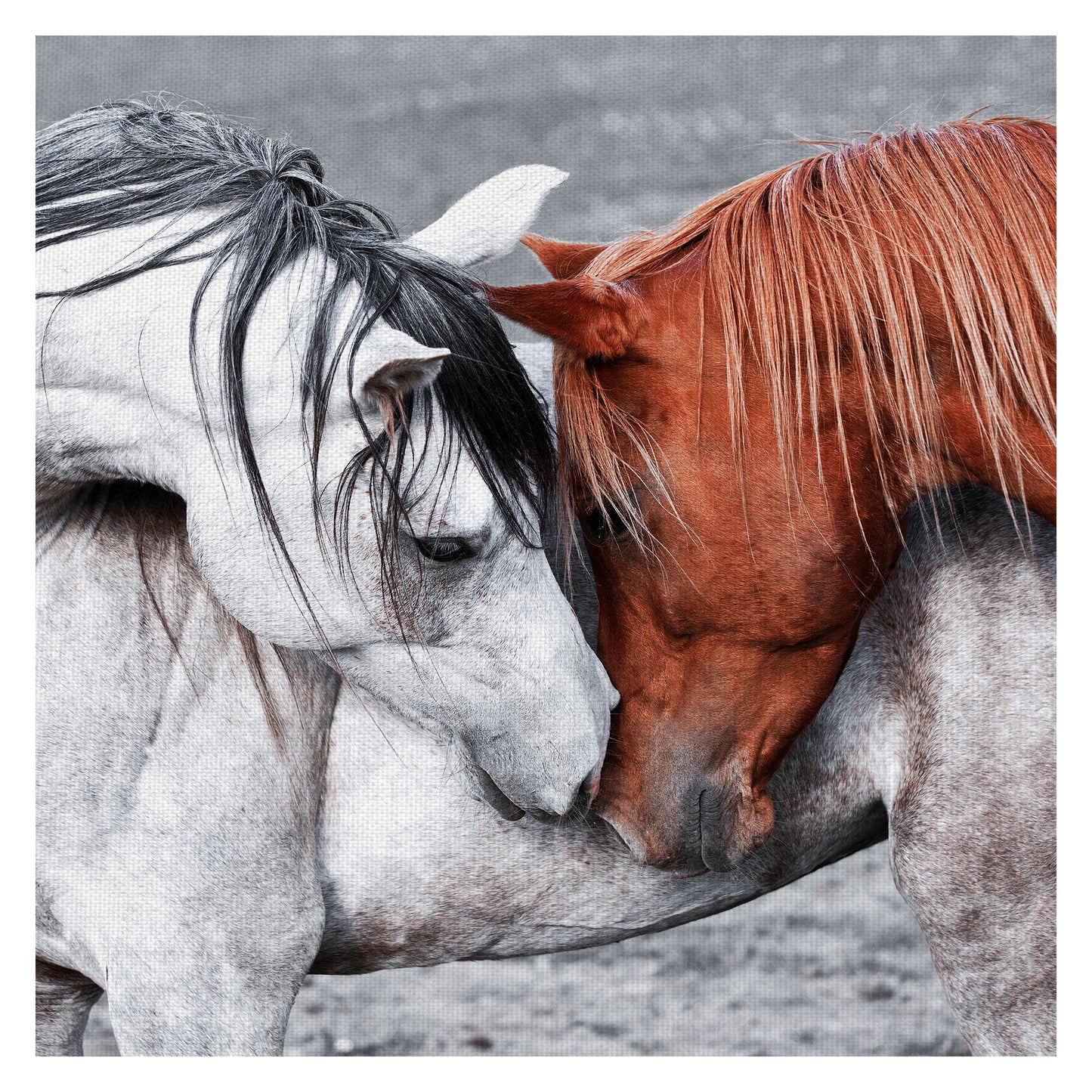 Caballo de un color diferente - Belle Maison