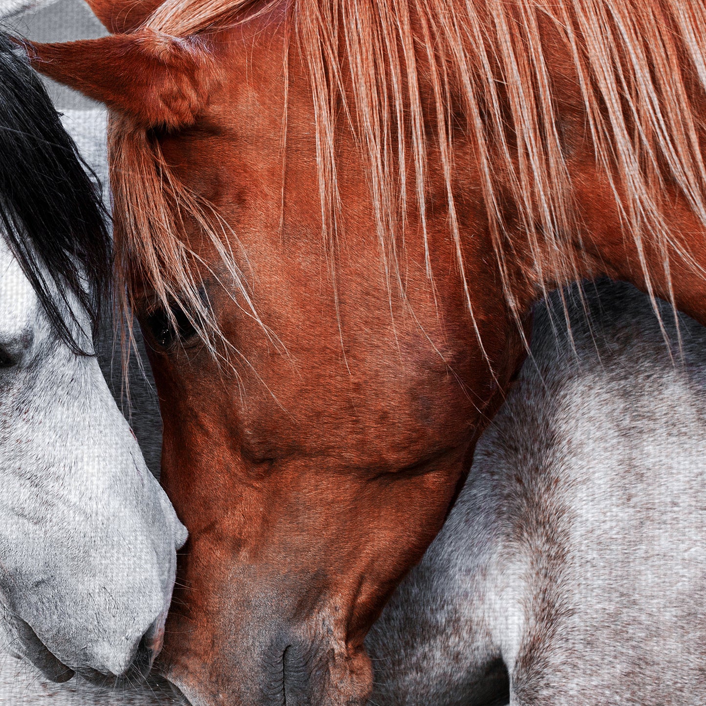 Caballo de un color diferente - Belle Maison