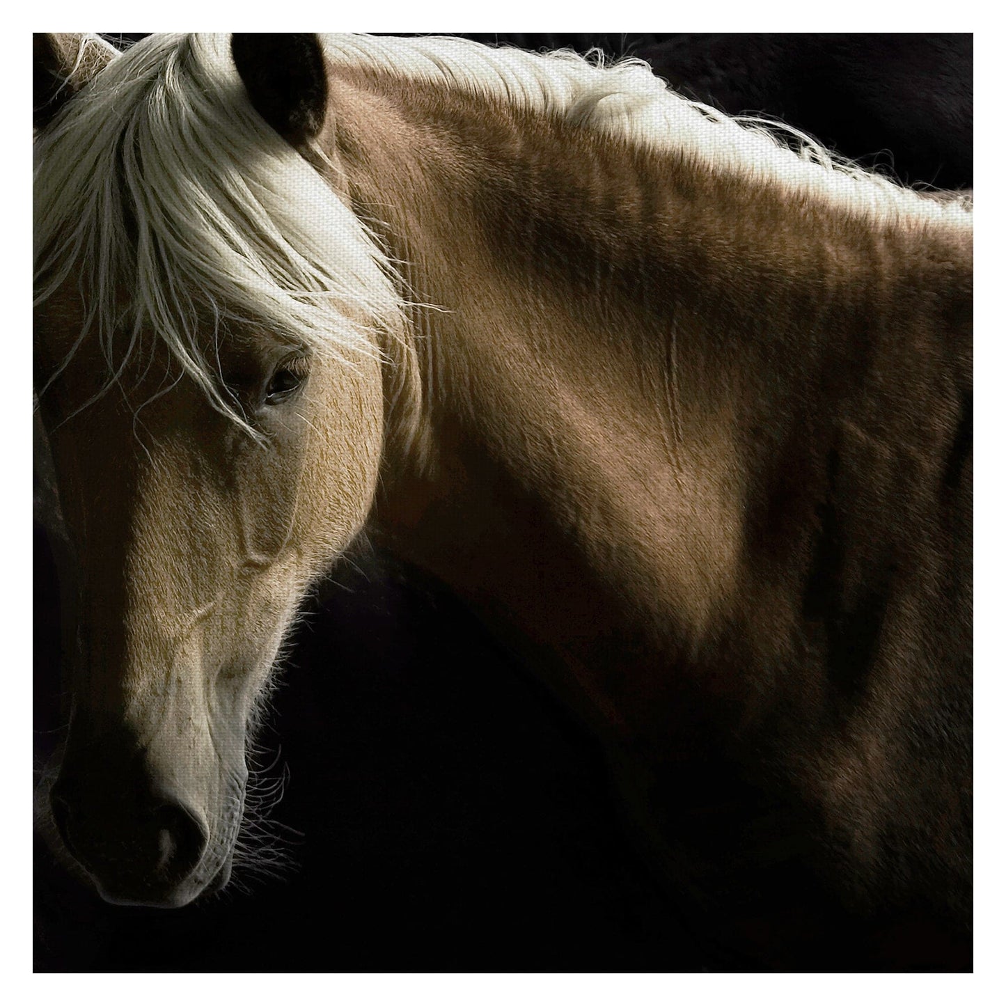 Caballo Espiritu - Tony Stromberg