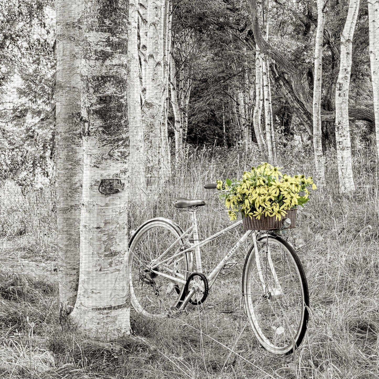 Paseo en bicicleta de girasol - Alan Blaustein