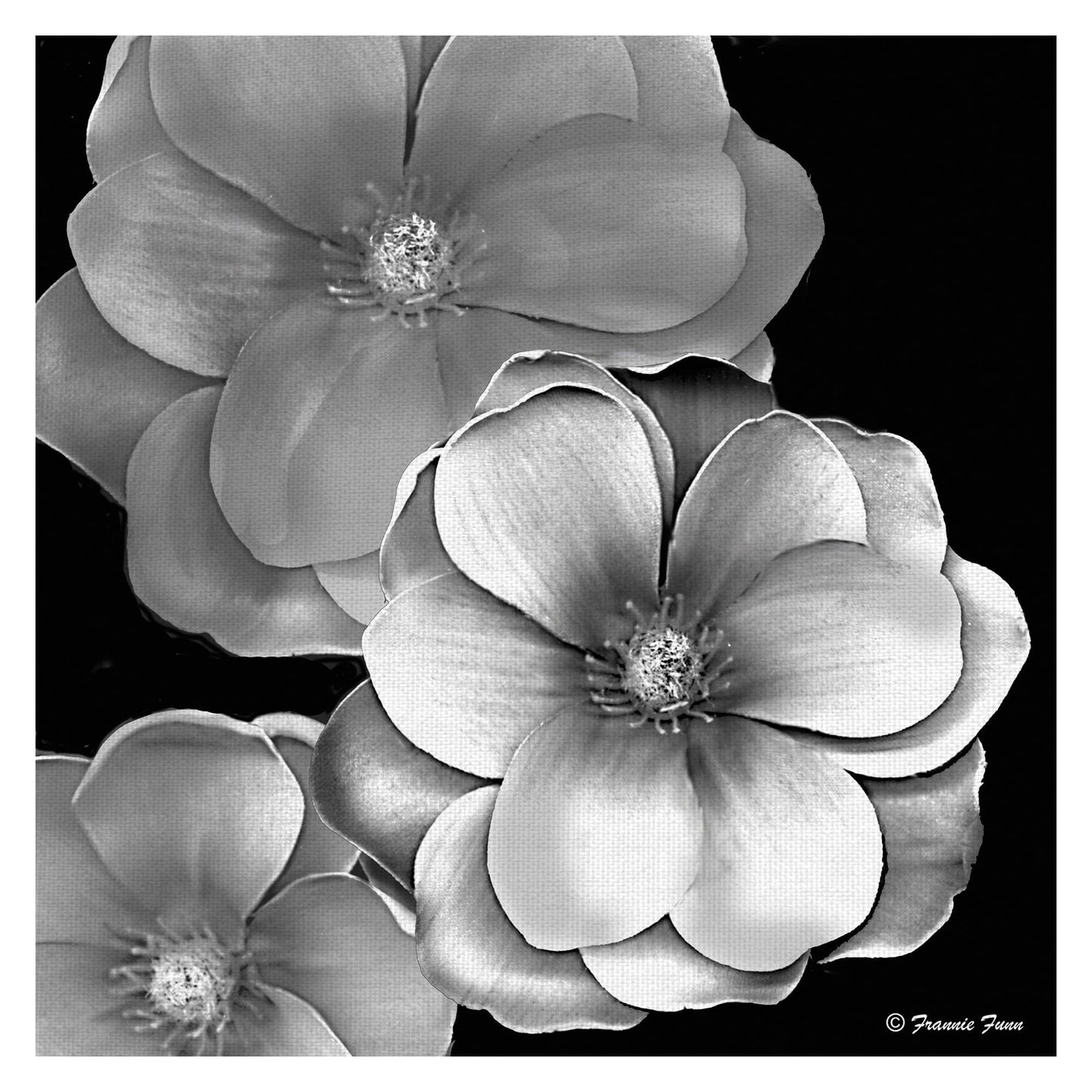 Magnolia en blanco y negro - Frannie Funn