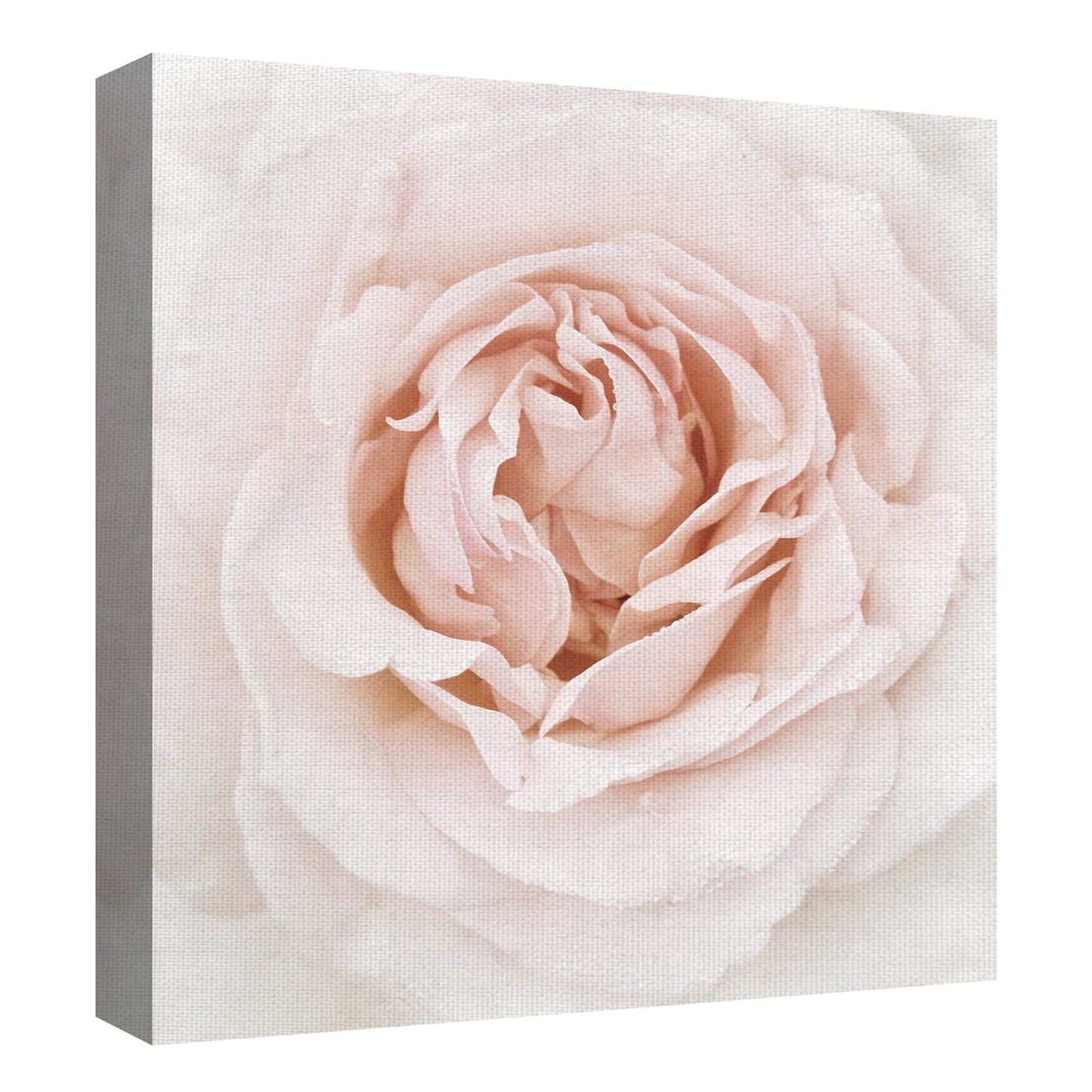 Rosa Gota de Rocío - Rebecca Swanson