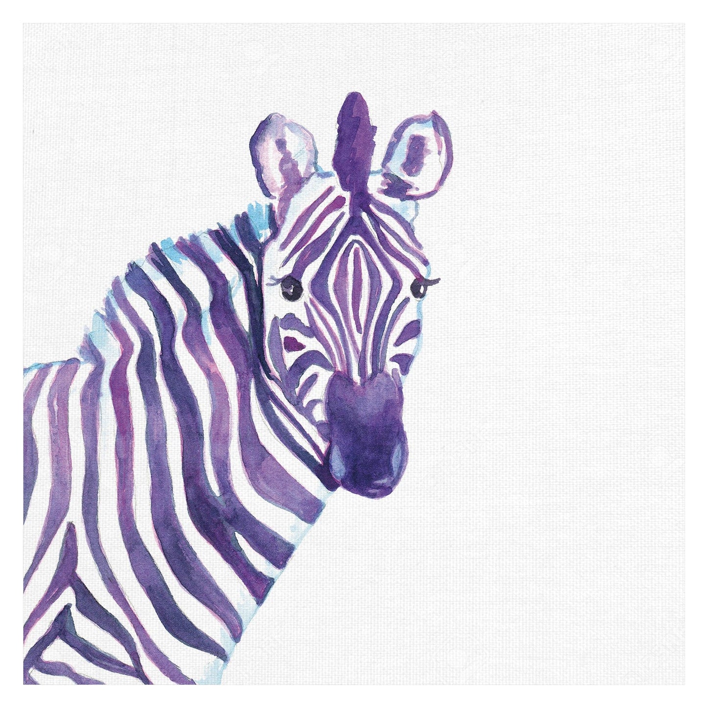 Cebra - Street Studio