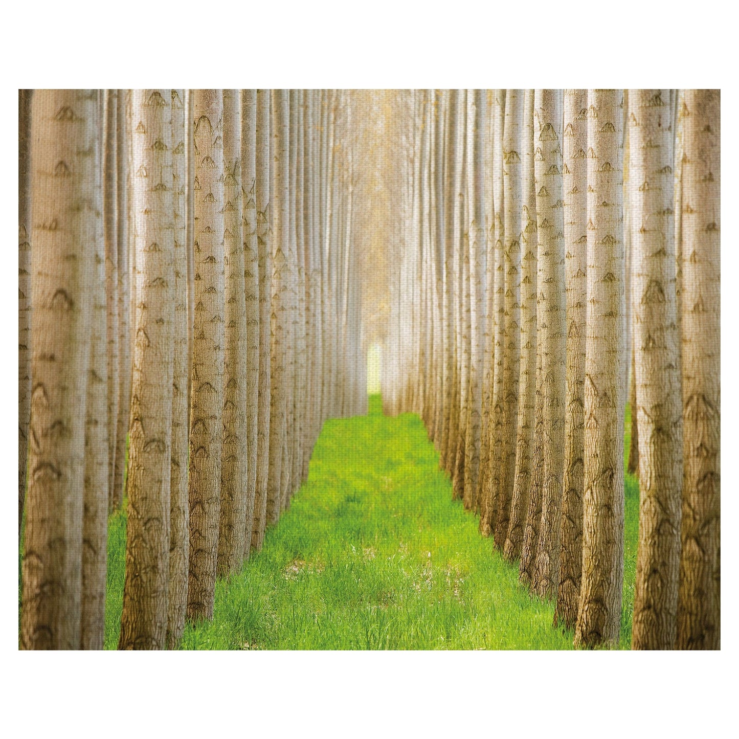 Bosque de álamos I - Acer Images
