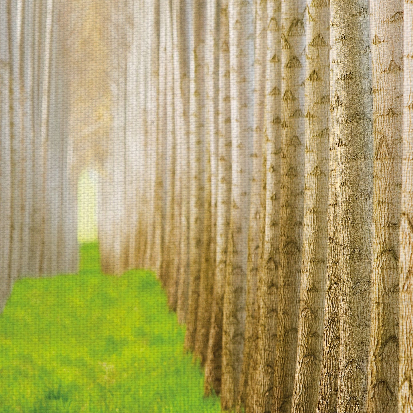 Bosque de álamos I - Acer Images