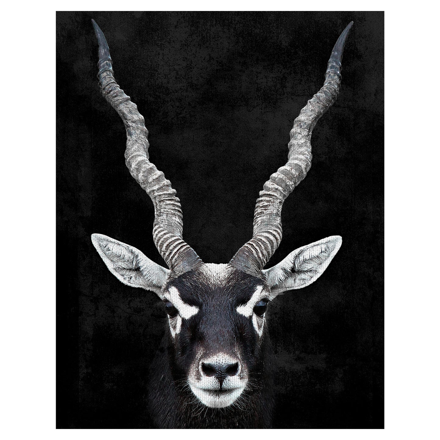 Retrato de antilope - Belle Maison