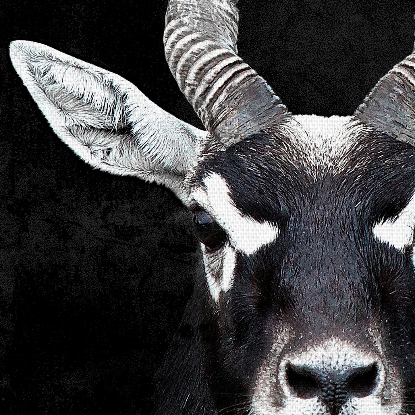 Retrato de antilope - Belle Maison