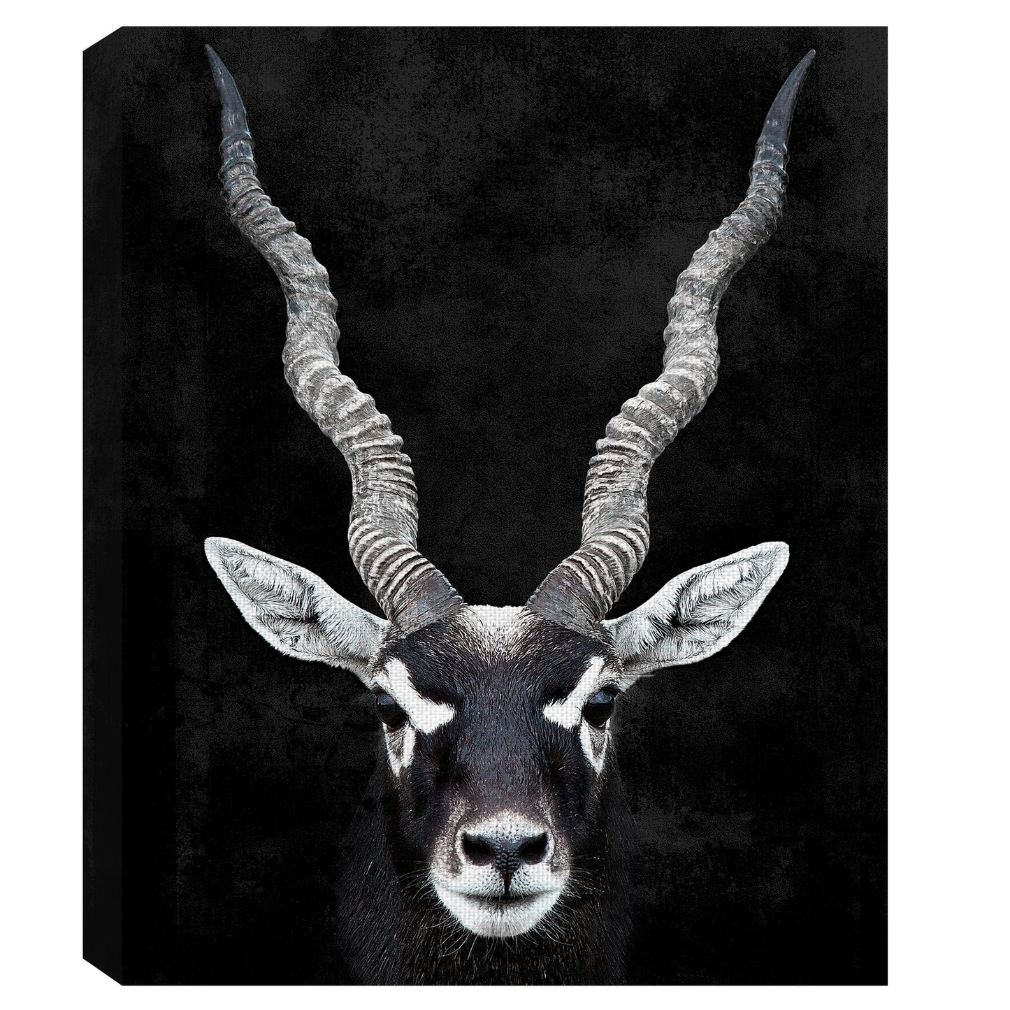 Retrato de antilope - Belle Maison