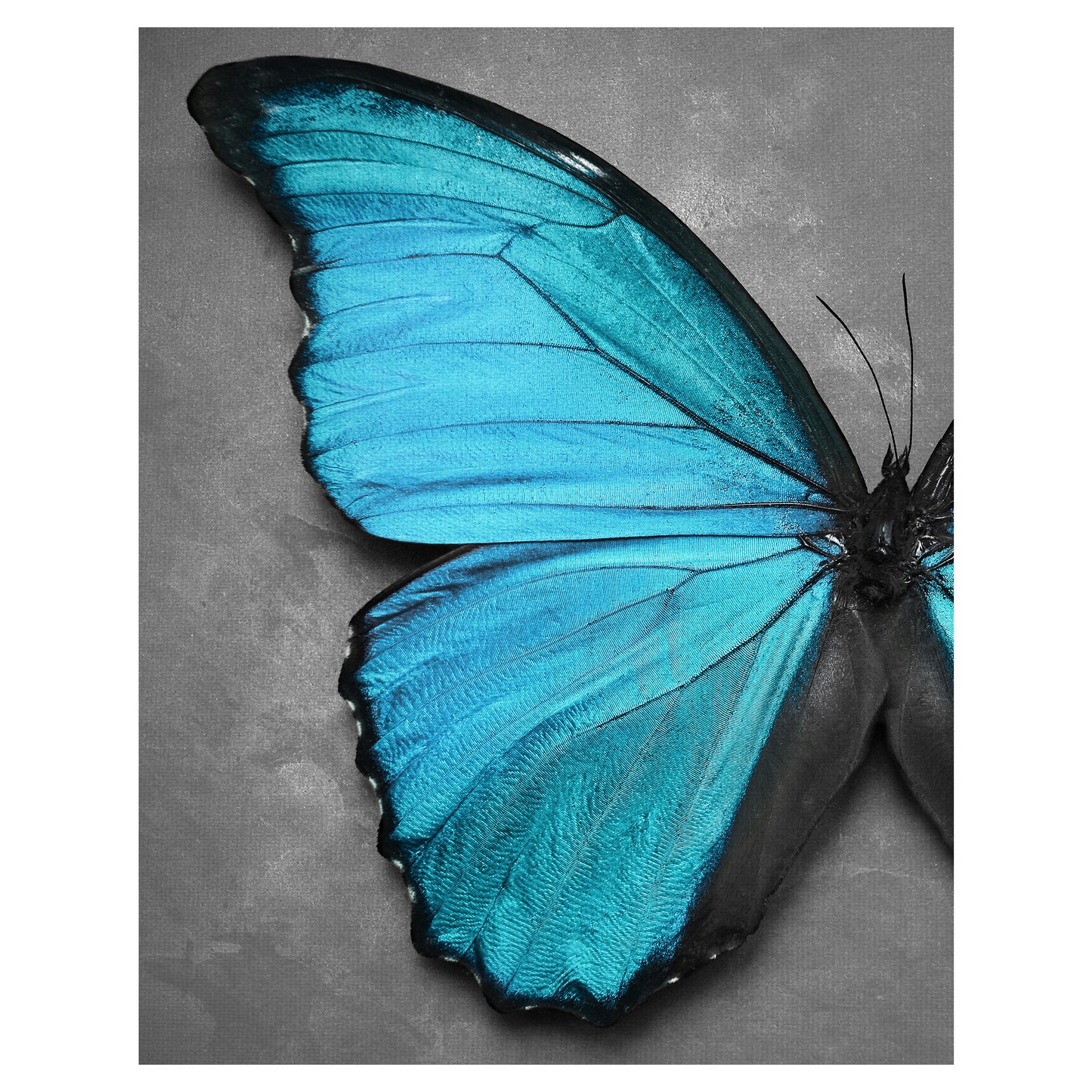 Mariposa en Aqua - Belle Maison