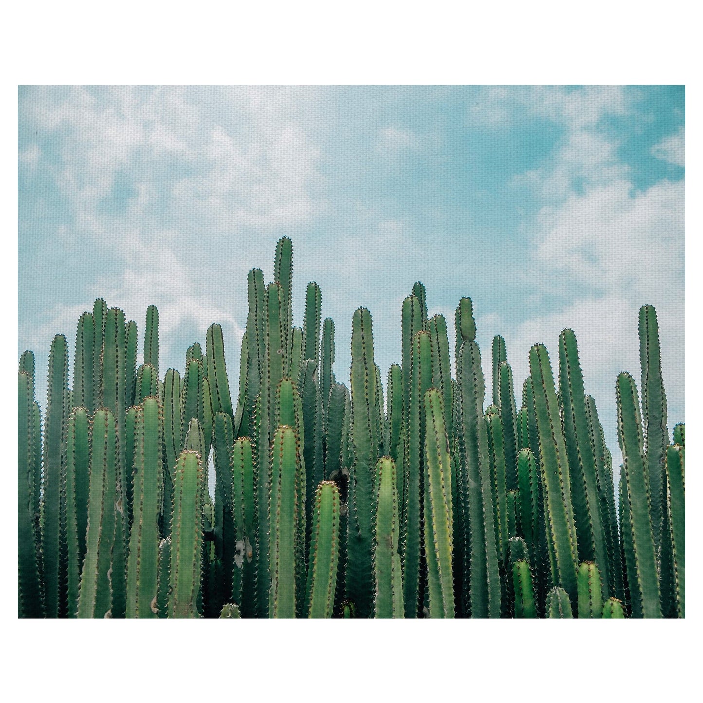 Verdes de cactus - David Sola