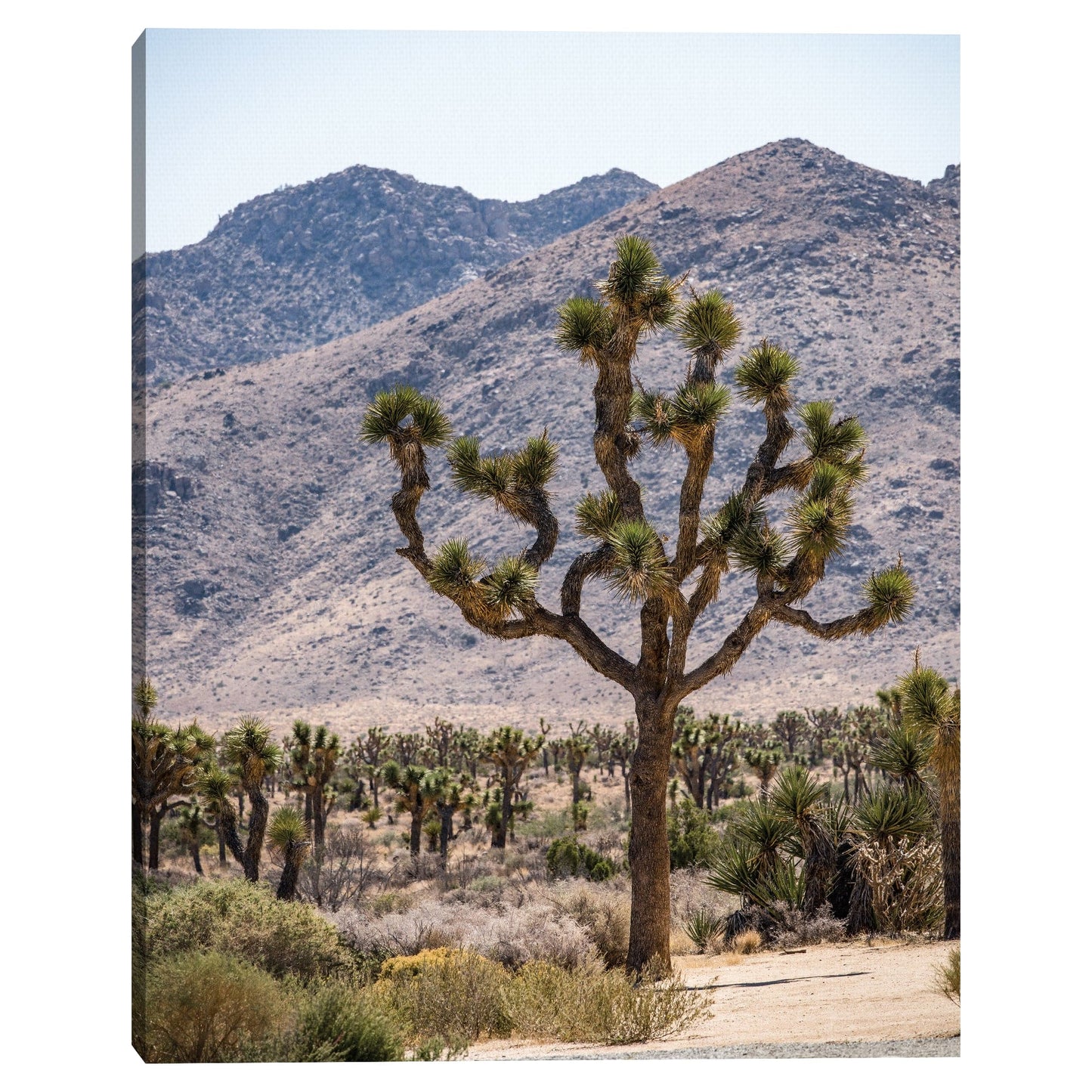 Arbol de Josue #12 - Christine Beadnell