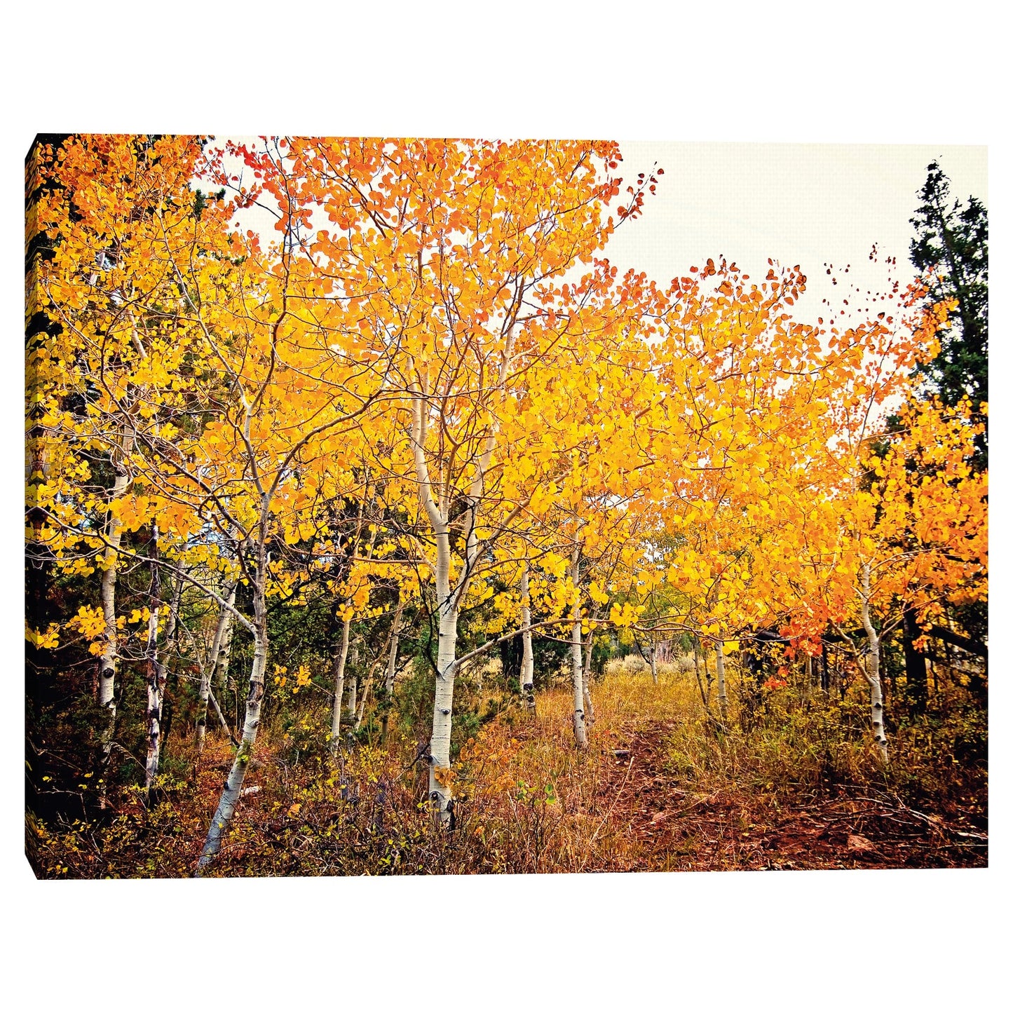 Otoño Bound - Bruce Nawrocke
