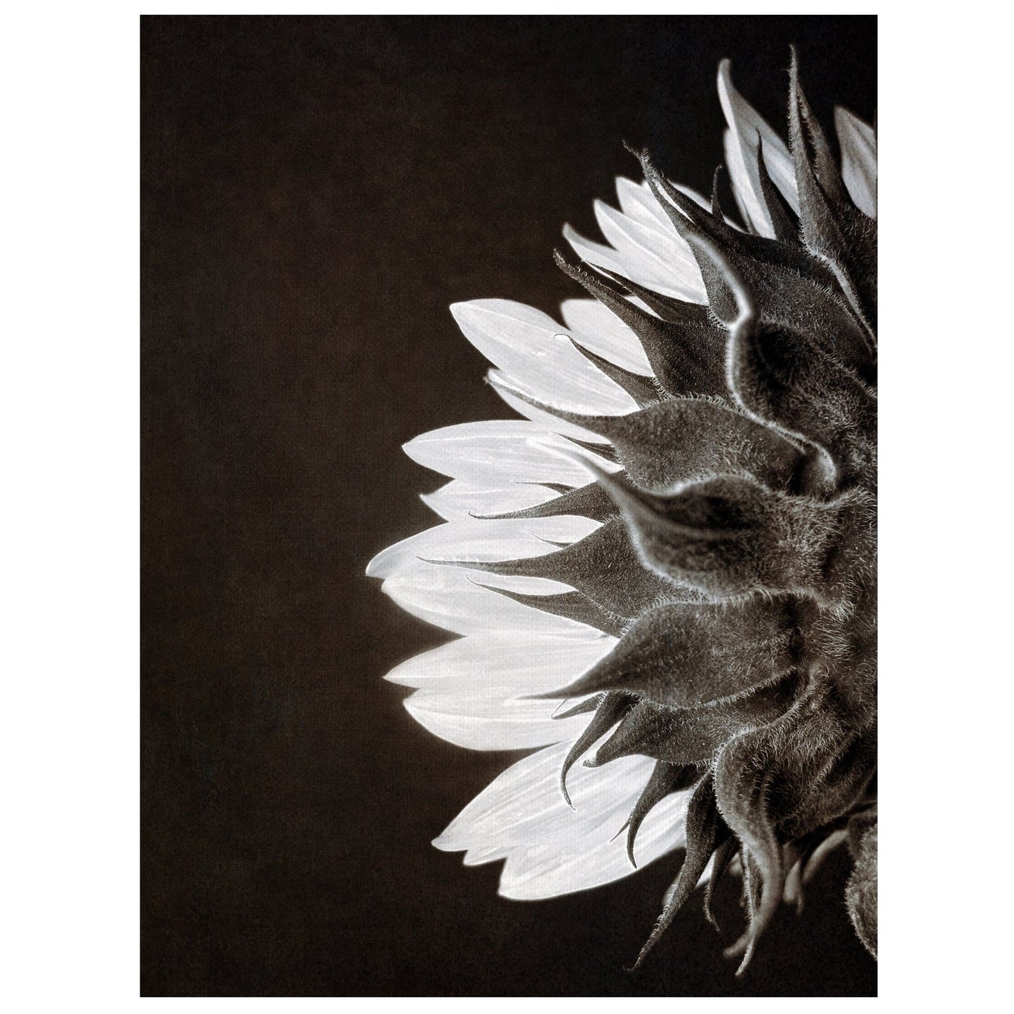 Perfil de girasol - Ilona Wellmann