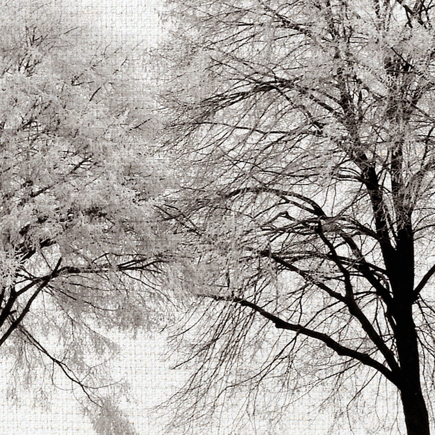 Tres Arboles - Ilona Wellmann