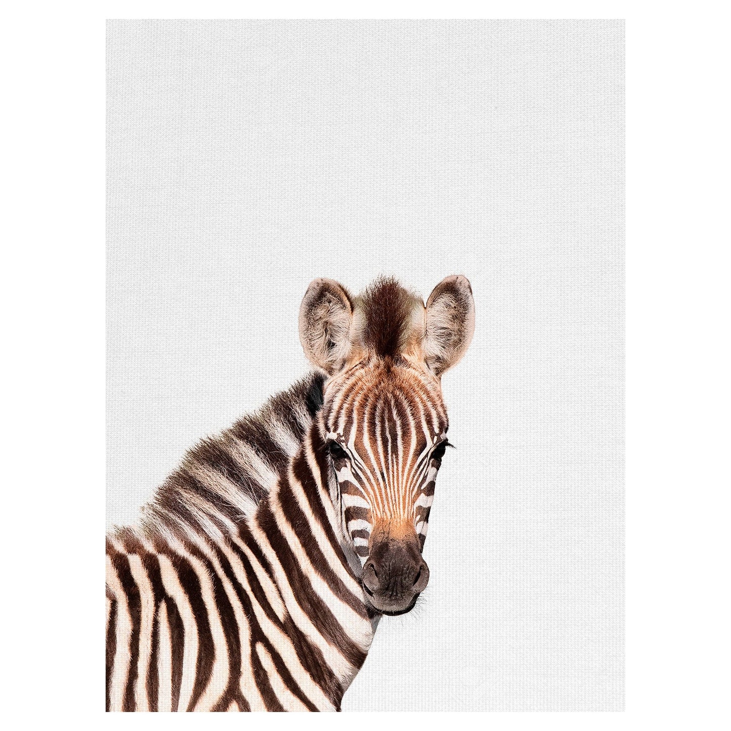 Cebra bebe - Tai Prints