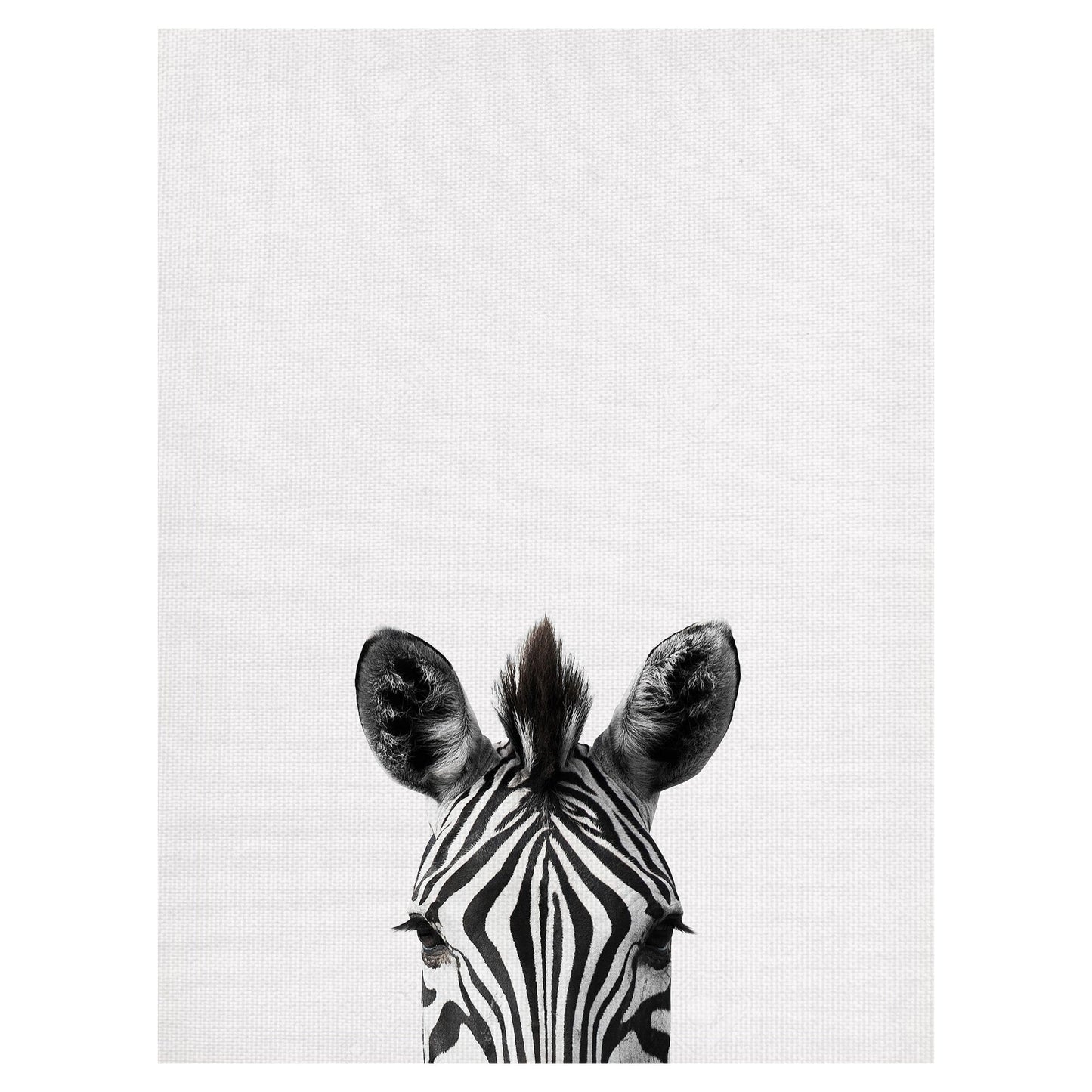 Cebra asomada - Belle Maison