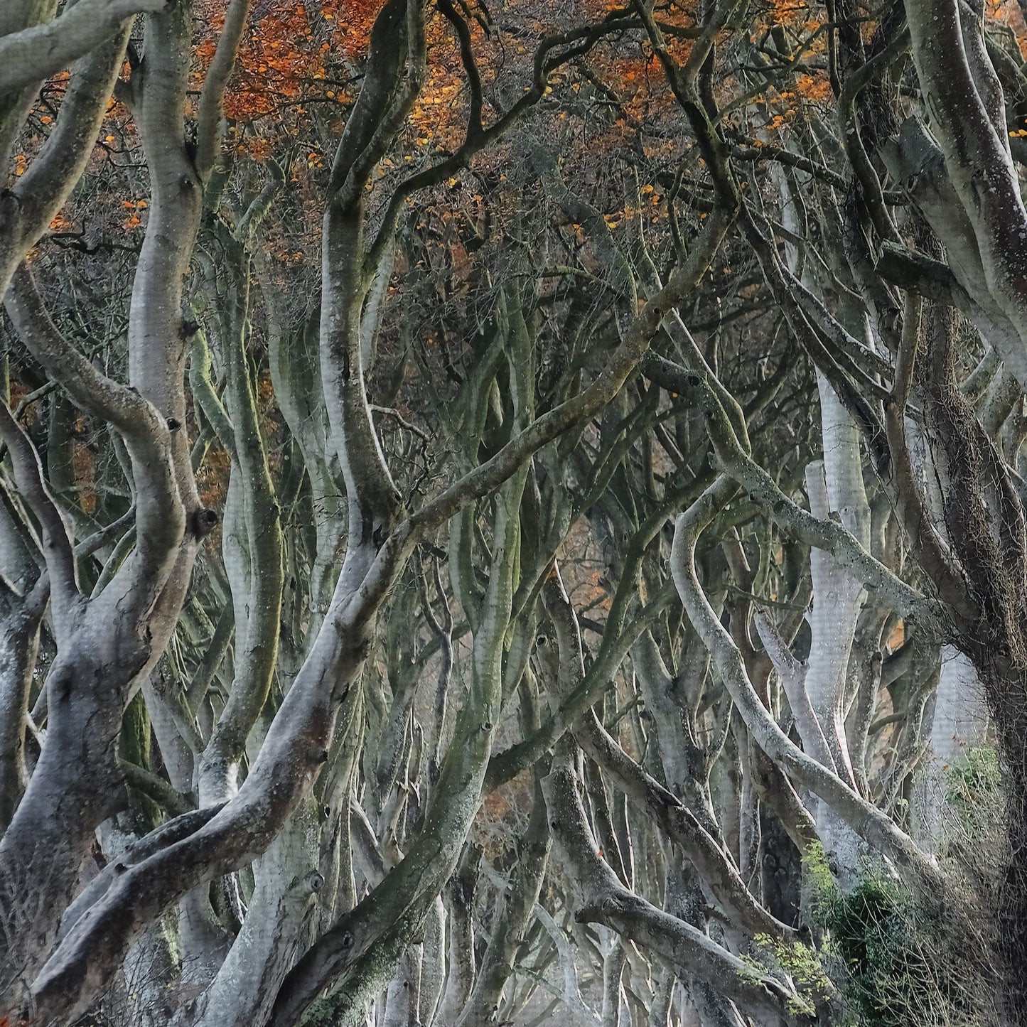 Torcido - Trevor Cole