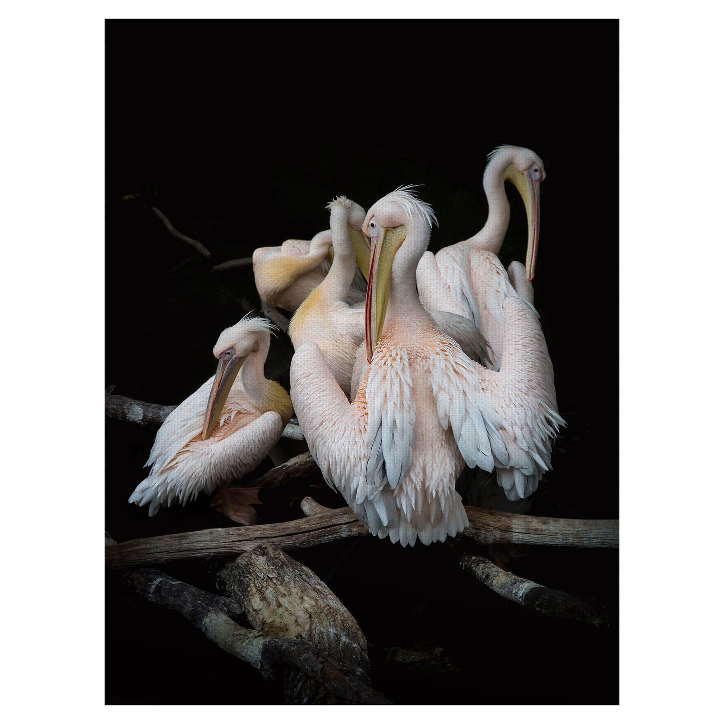 Bandada de flamencos - Olivier Guillard