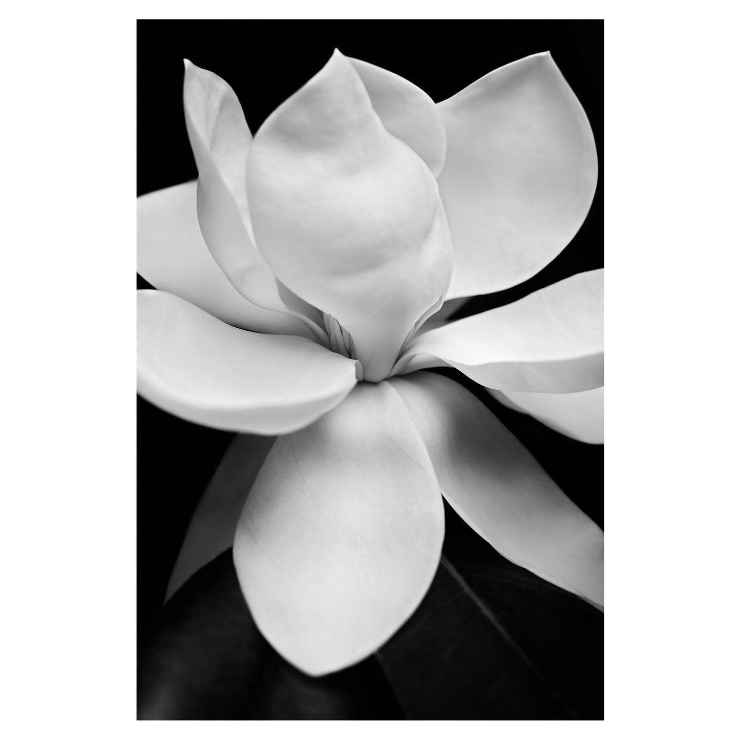 Magnolia I - Michael Harrison