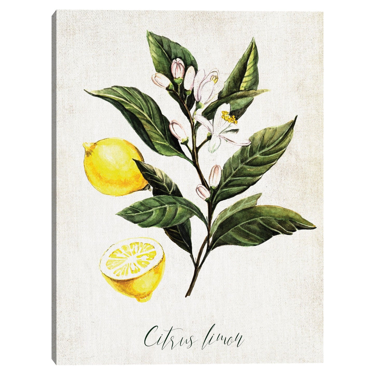 Limones - Belle Maison