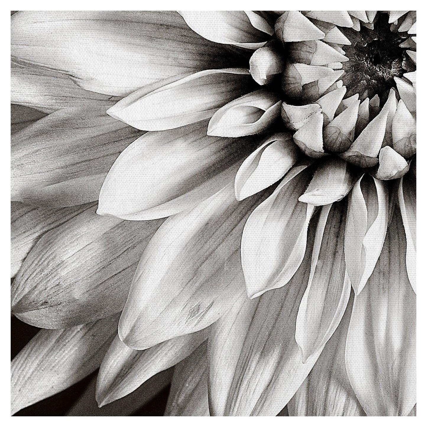 Dahlia en blanco y negro - Tom Quatermaine