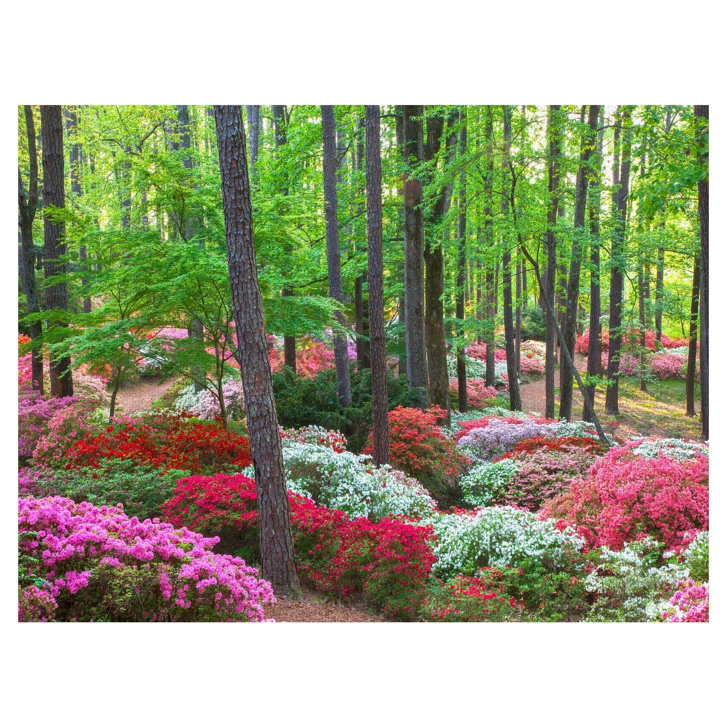 Cubierta del suelo - Robin Constable Hanson