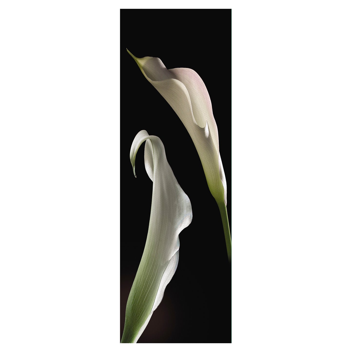 Calla Lirios Panel II - Lependorf-Shire