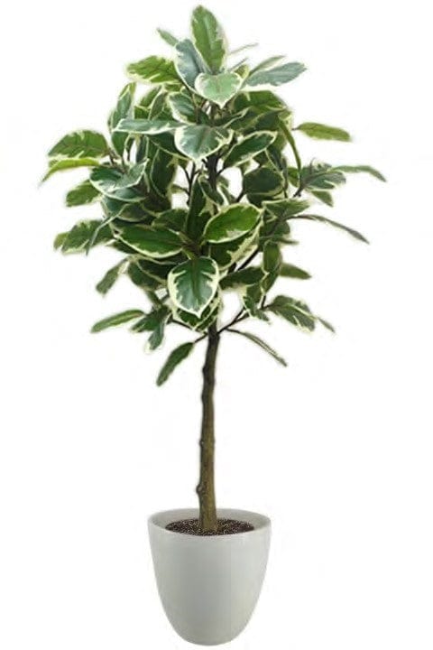 Planta decorativa - Goma - 152 cm