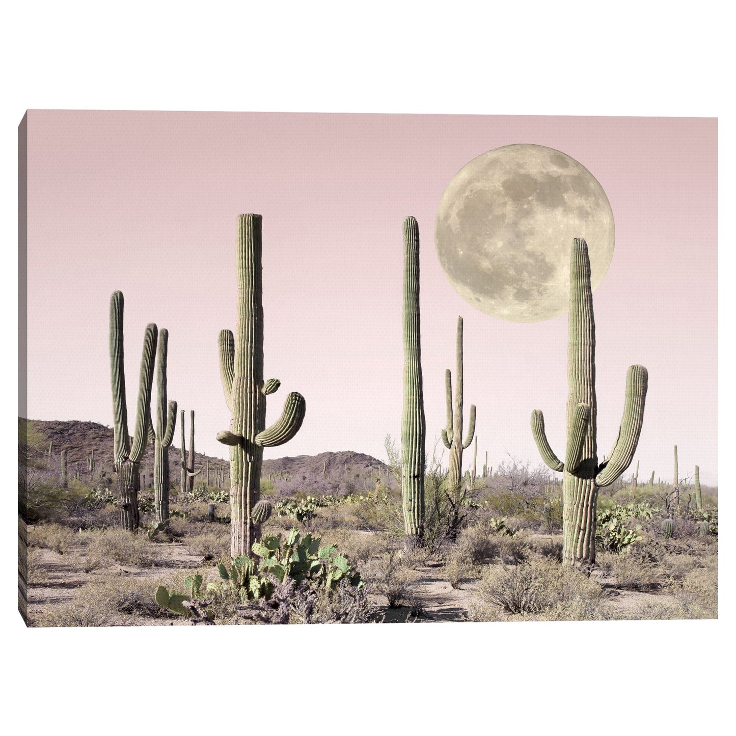 Desierto de Cactus Rubor - Sisi and Seb