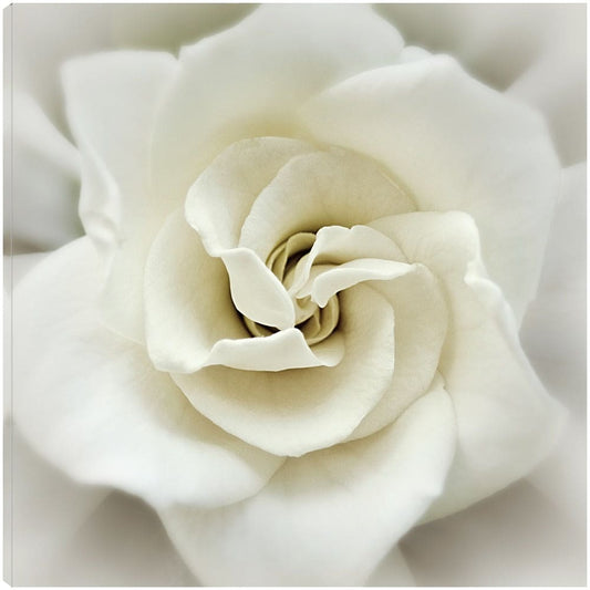 Gardenia desteñida - Rebecca Swanson