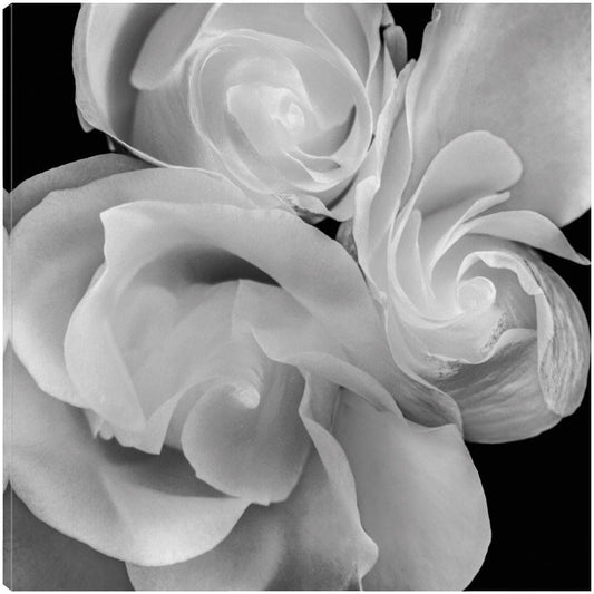 Floral 19 - Michael Faragher