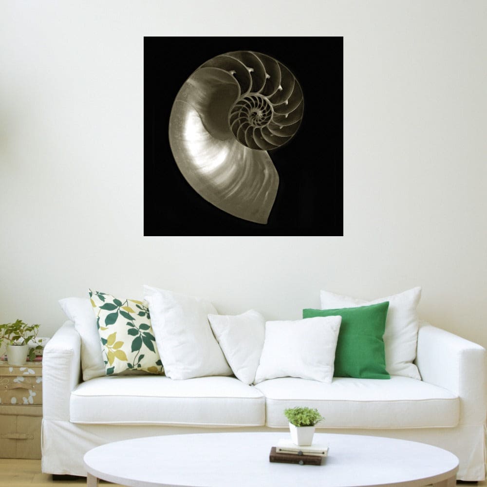 Nautilo sobre Negro - Ilona Wellmann