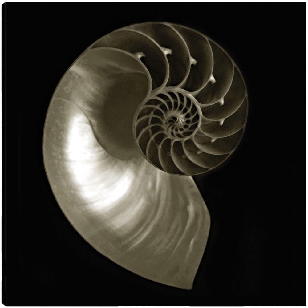 Nautilo sobre Negro - Ilona Wellmann